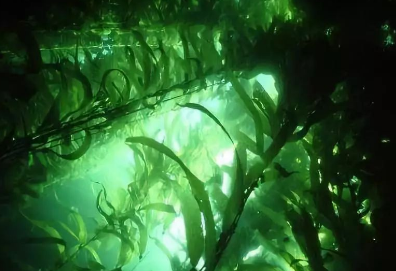 海藻植物提取物
