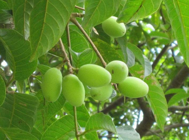 橄榄苦苷植物提取物方法及药理作用
